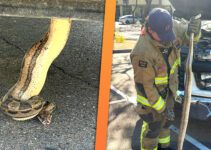 Boa Constrictor se cache dans le moteur d'un camion: surprise!