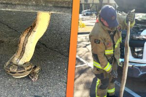 Boa Constrictor se cache dans le moteur d'un camion: surprise!