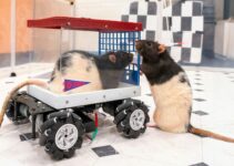 Rats adorent conduire petites voitures, selon scientifiques