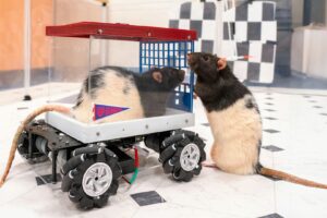 Rats adorent conduire petites voitures, selon scientifiques